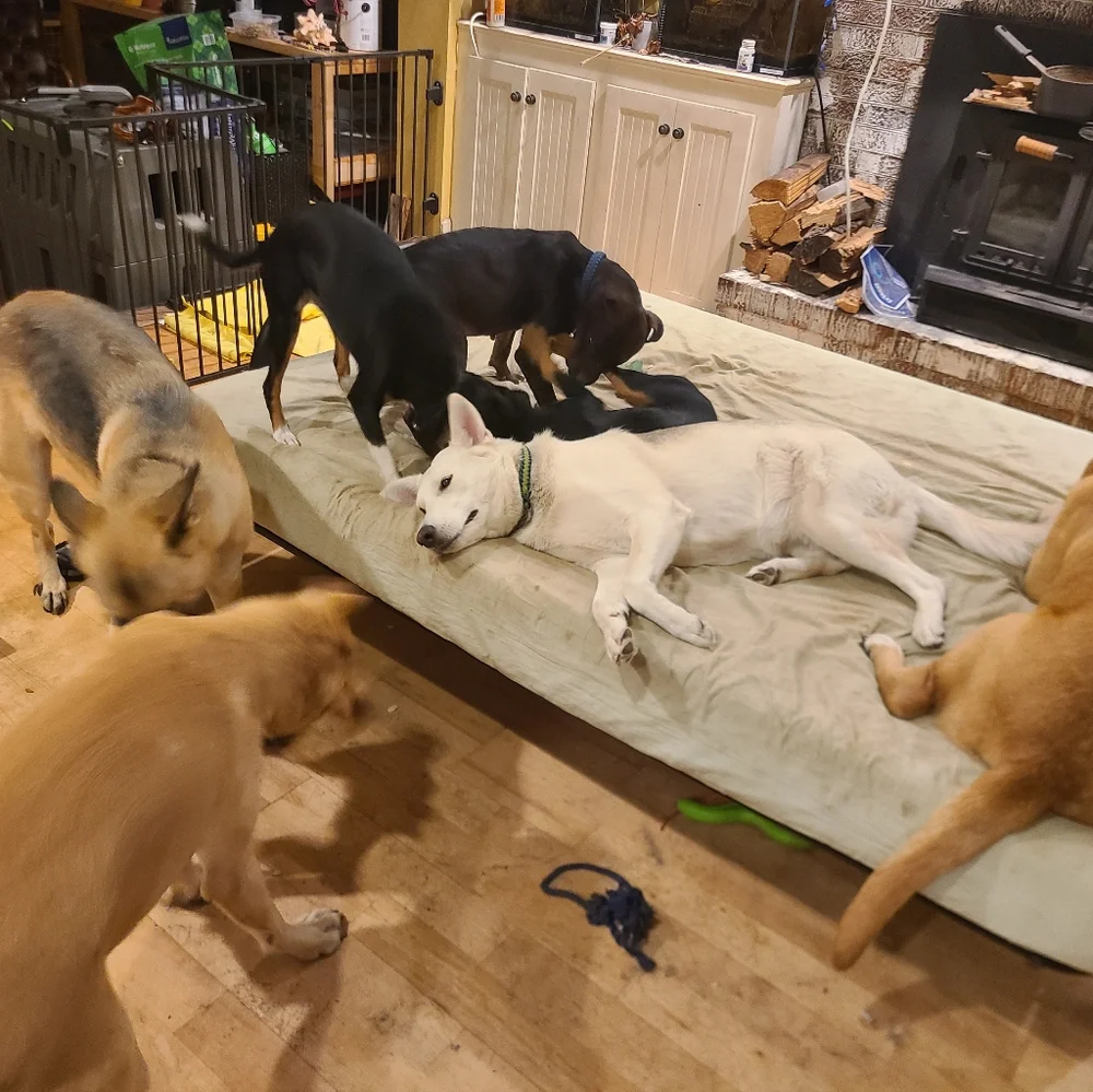 Just pictures of the dogs